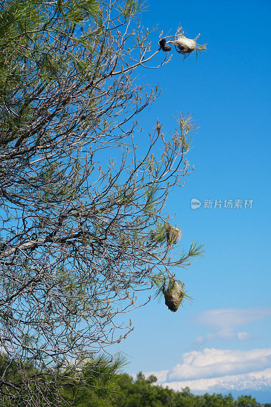 松袋甲虫。(Thaumetopea pityocampa)， Thaumetopoeidae。